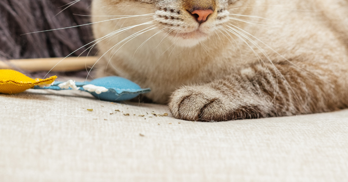 Homemaking Magic Discovering the Wonders of Ethan Allen’s High